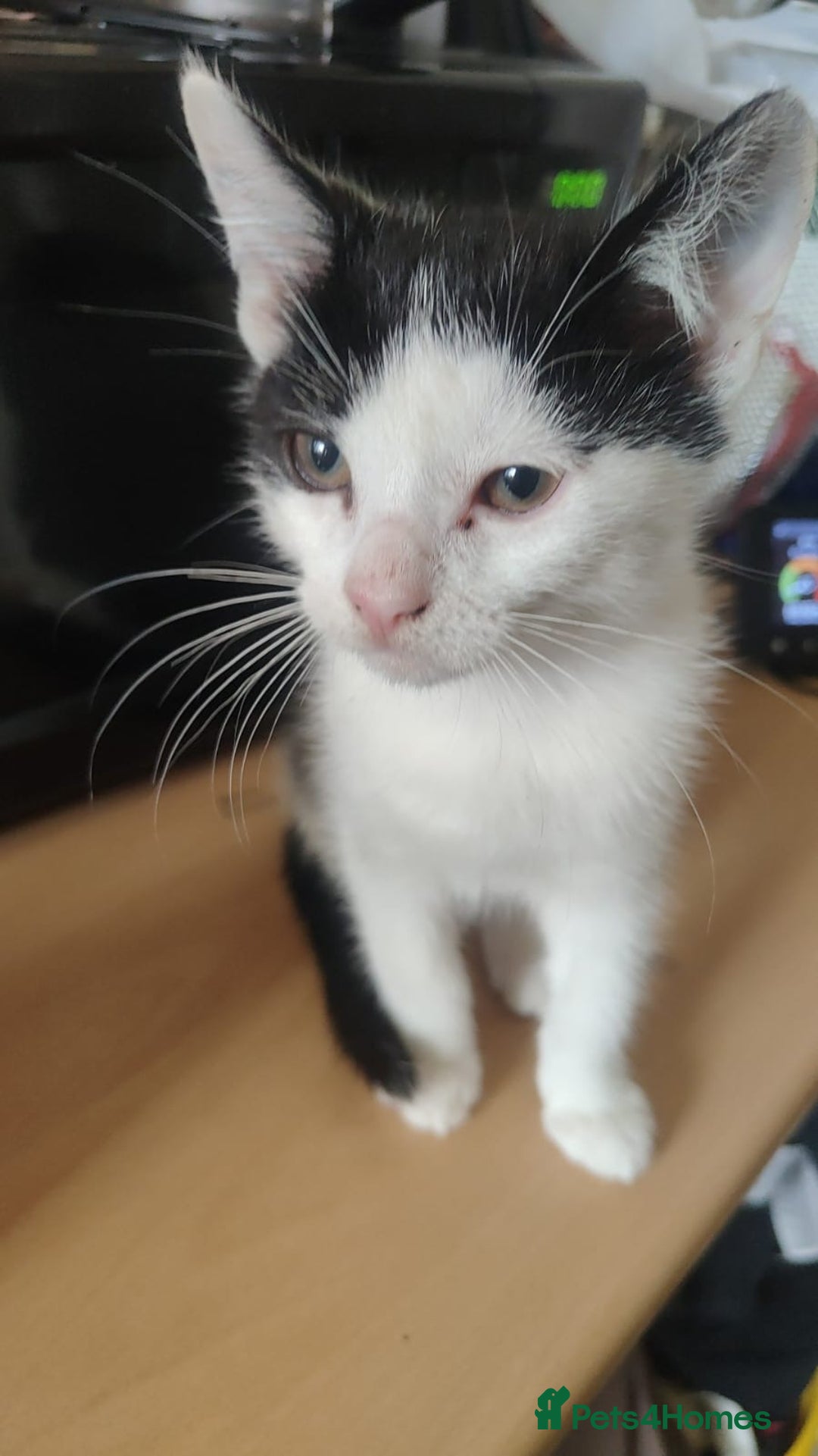 British Shorthair cats for sale: 3 kittens for sale! £50 - Image 5