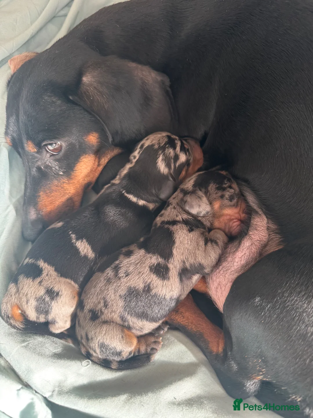 Miniature Dachshund dogs for sale: 2 Miniature Dachshund  - Advert 3
