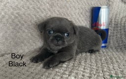 Mixed Breed dogs for sale: Tiny Pugingese pups  - Image 2