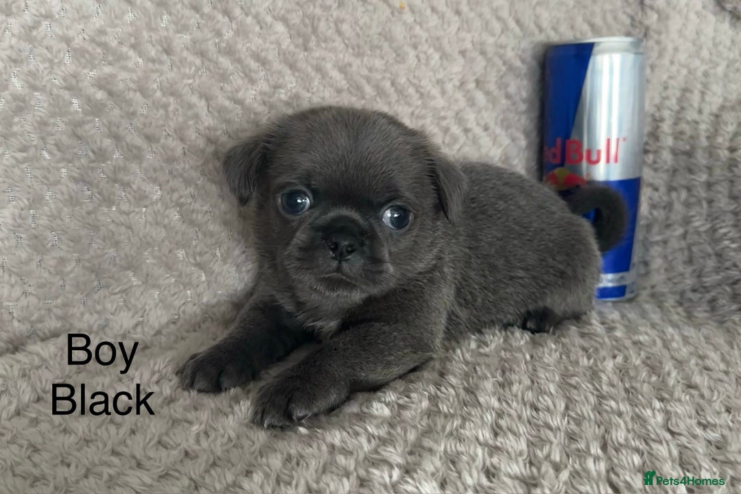 Mixed Breed dogs for sale: Tiny Pugingese pups  - Image 2