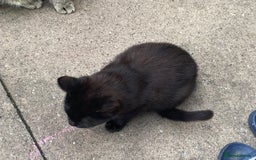 York Chocolate cats for sale: York Choclate Male and female kitten  - Image 5