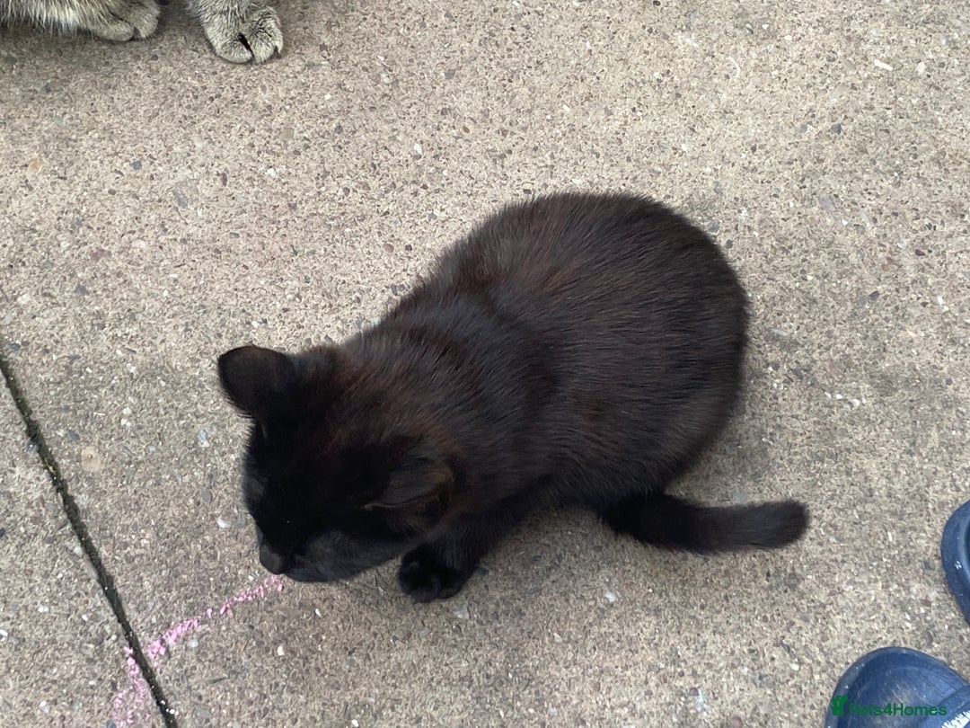 York Chocolate cats for sale: York Choclate Male and female kitten  - Image 5