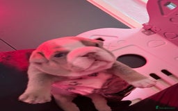 English Bulldog dogs for sale: Beautiful litter of blue fawn English bulldogs - Image 8