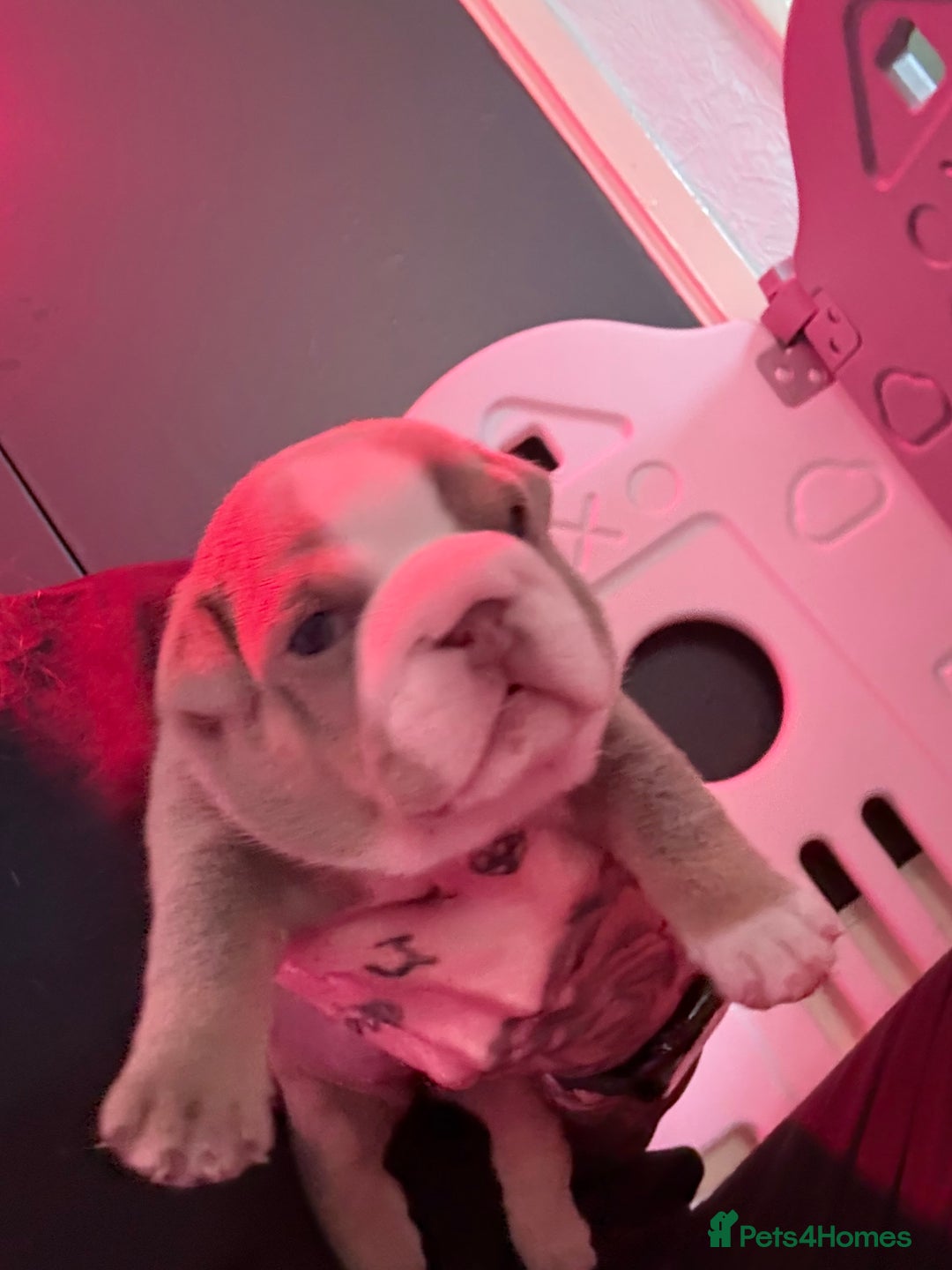 English Bulldog dogs for sale: Beautiful litter of blue fawn English bulldogs - Image 8