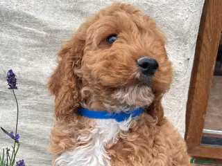 Cockapoo dogs Cockapoo puppies - Advert 1