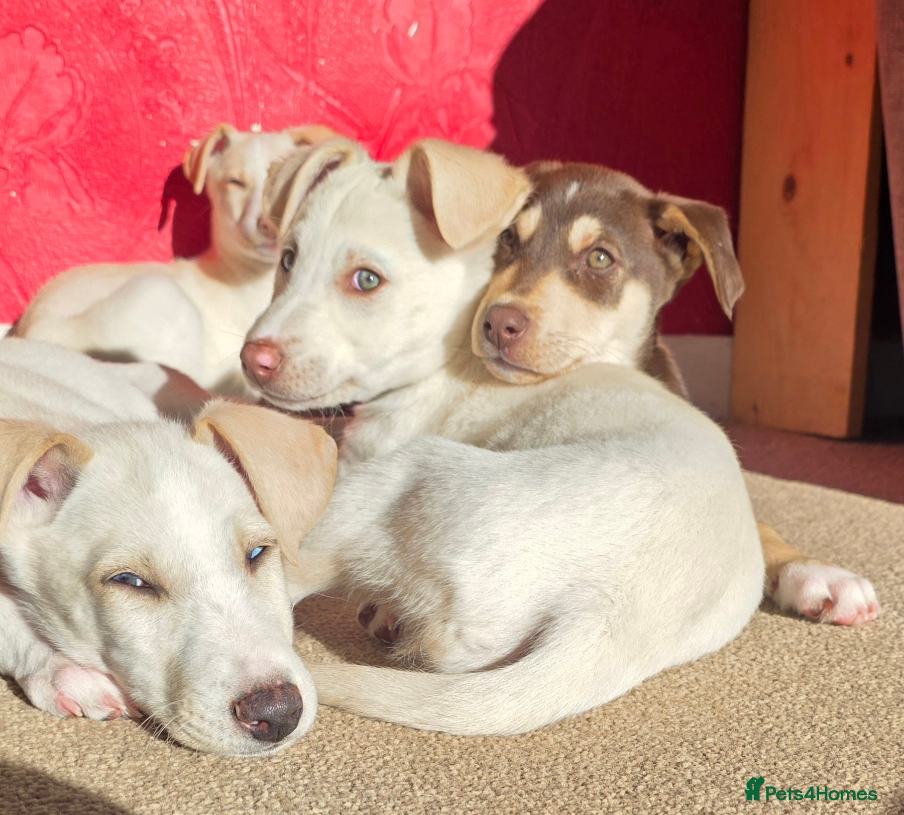 Mixed Breed dogs EUROHOUND / SIBERIAN HUSKY HYBRID PUPPIES  - Advert 10