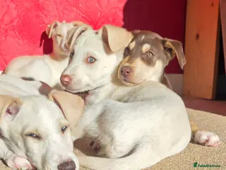 Mixed Breed dogs EUROHOUND / SIBERIAN HUSKY HYBRID PUPPIES - Advert 10