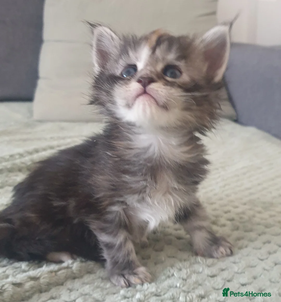 Maine Coon cats for sale: Tica registered Maine Coons  - Advert 2