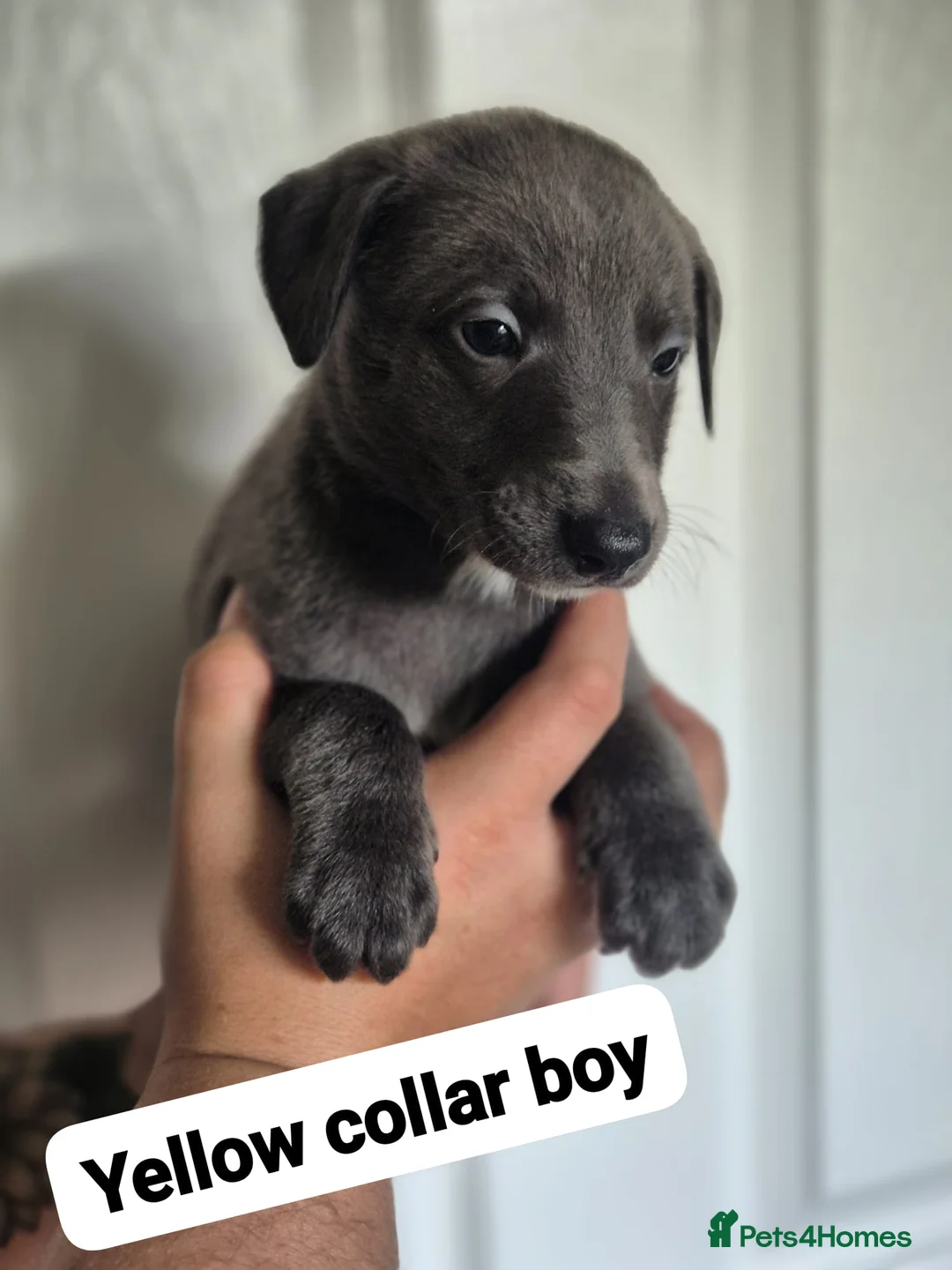 Whippet dogs for sale: Beautiful litter of Whippets - Advert 1