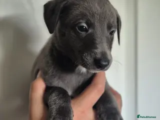 Whippet dogs Beautiful litter of Whippets - Advert 1