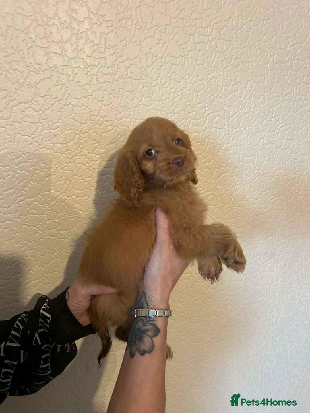 Cockapoo dogs for sale: Ready to leave cockerpoo  - Advert 3