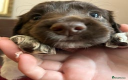 English Springer Spaniel dogs for sale: Stunning English springer spaniels for Sale - Image 4