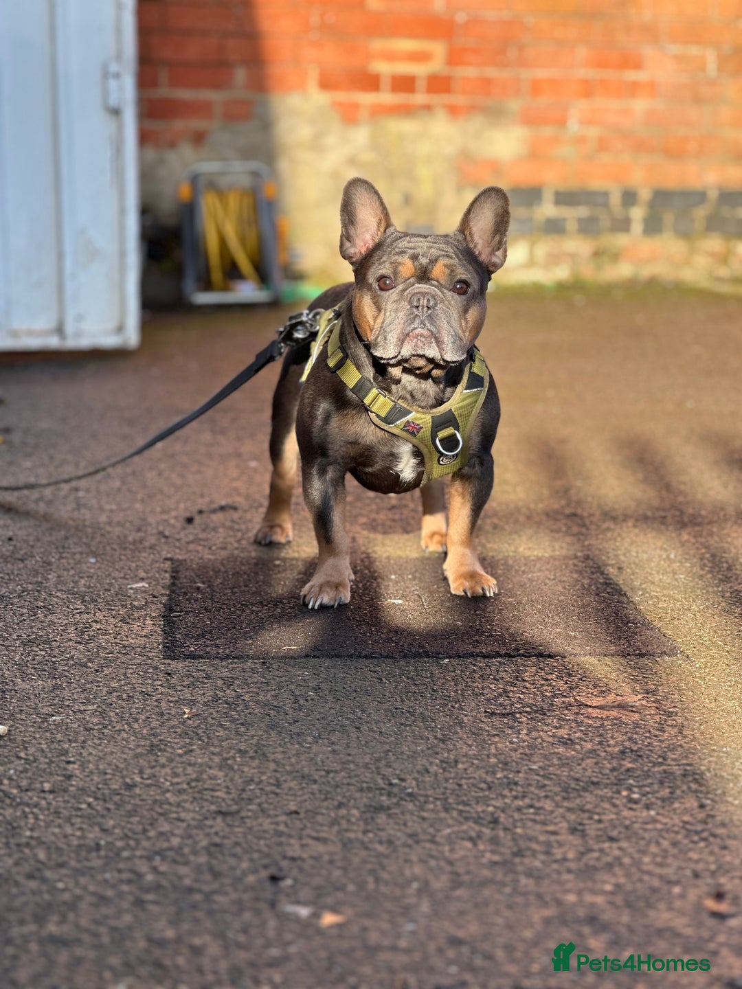 French Bulldog dogs for stud: Beautiful stocky athletic frenchie. Kc registered  - Advert 2