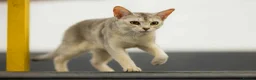 Abyssinian cats for sale: 2 beautiful Abyssinian boys  - Advert 11