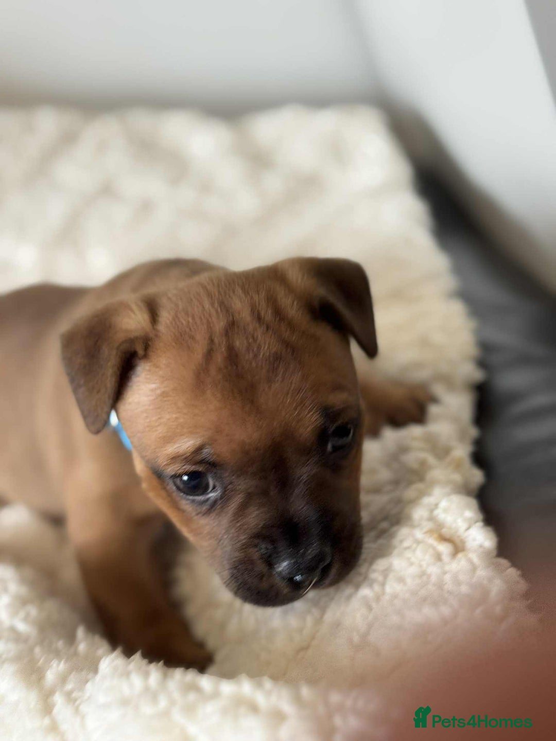 Staffordshire Bull Terrier dogs for sale: Kc registered Staffordshire bull terriers - Advert 31