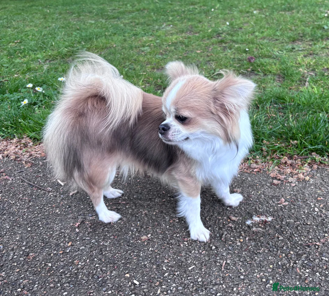 Chihuahua dogs for stud: Stunning Stud- Champion bloodline  - Advert 1