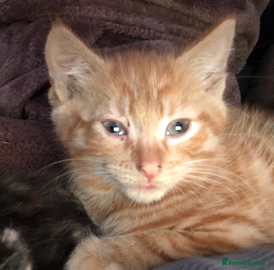 Mixed Breed cats for sale: 3 kittens available in Warrington! 2 male 1 female - Advert 7