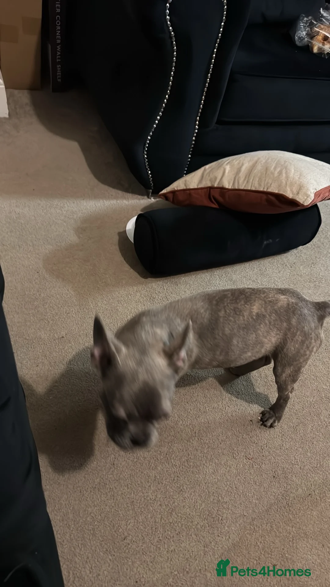 French Bulldog dogs for sale: Male kc reg blue/merle frenchbulldog - Advert 5