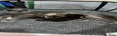 Long haired Marble bengal