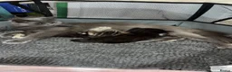 Bengal cats for sale: Bengal x nebelung girls  - Advert 3