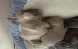 French Bulldog dogs for sale: French bulldog puppies  - Image 2