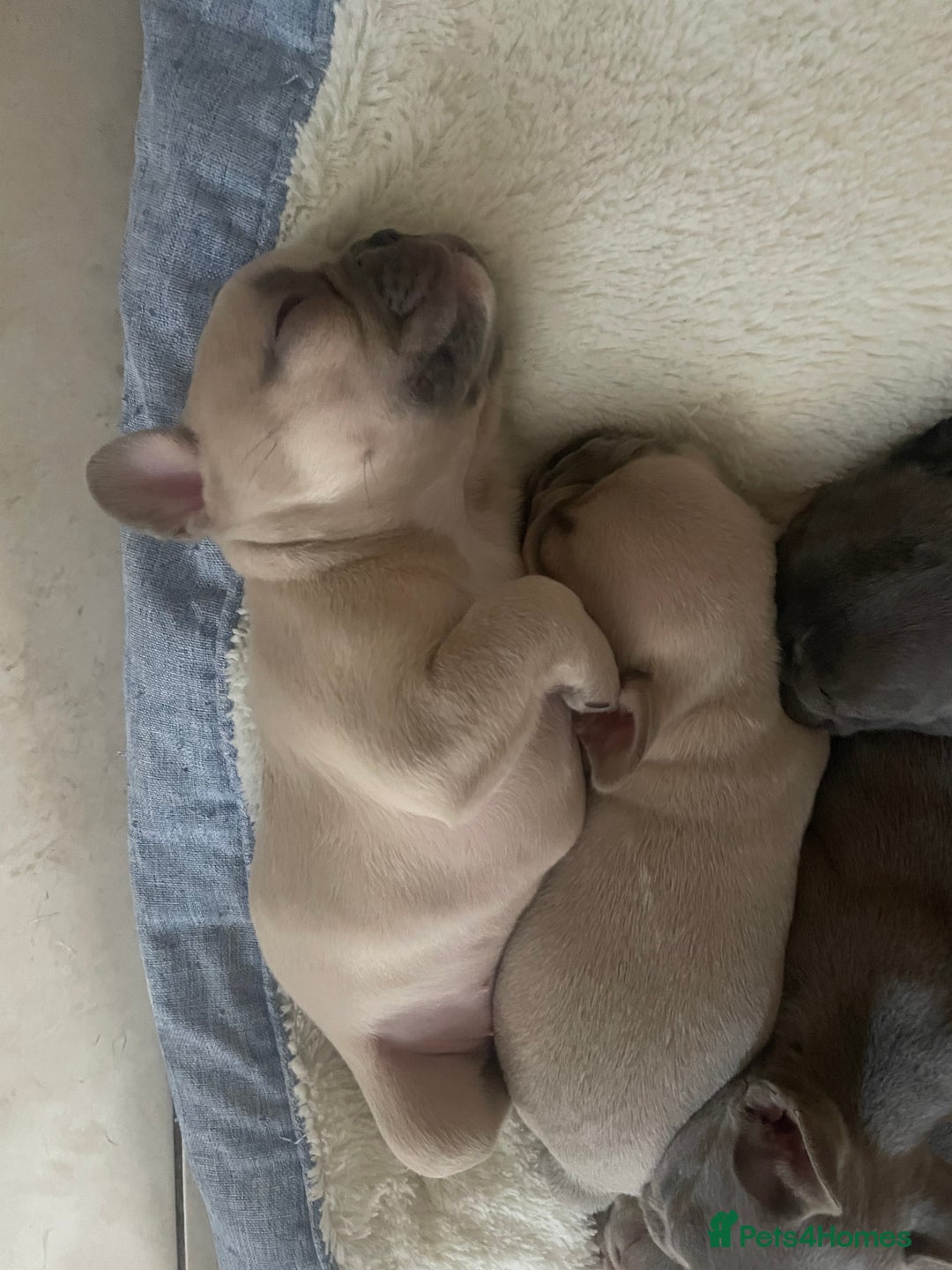 French Bulldog dogs for sale: French bulldog puppies  - Image 2
