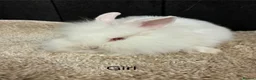 Mini Lop rabbits for sale: Stunning bunnies  - Advert 20