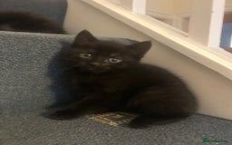 Mixed Breed cats for sale: 2x beautiful male black kittens left  - Image 2