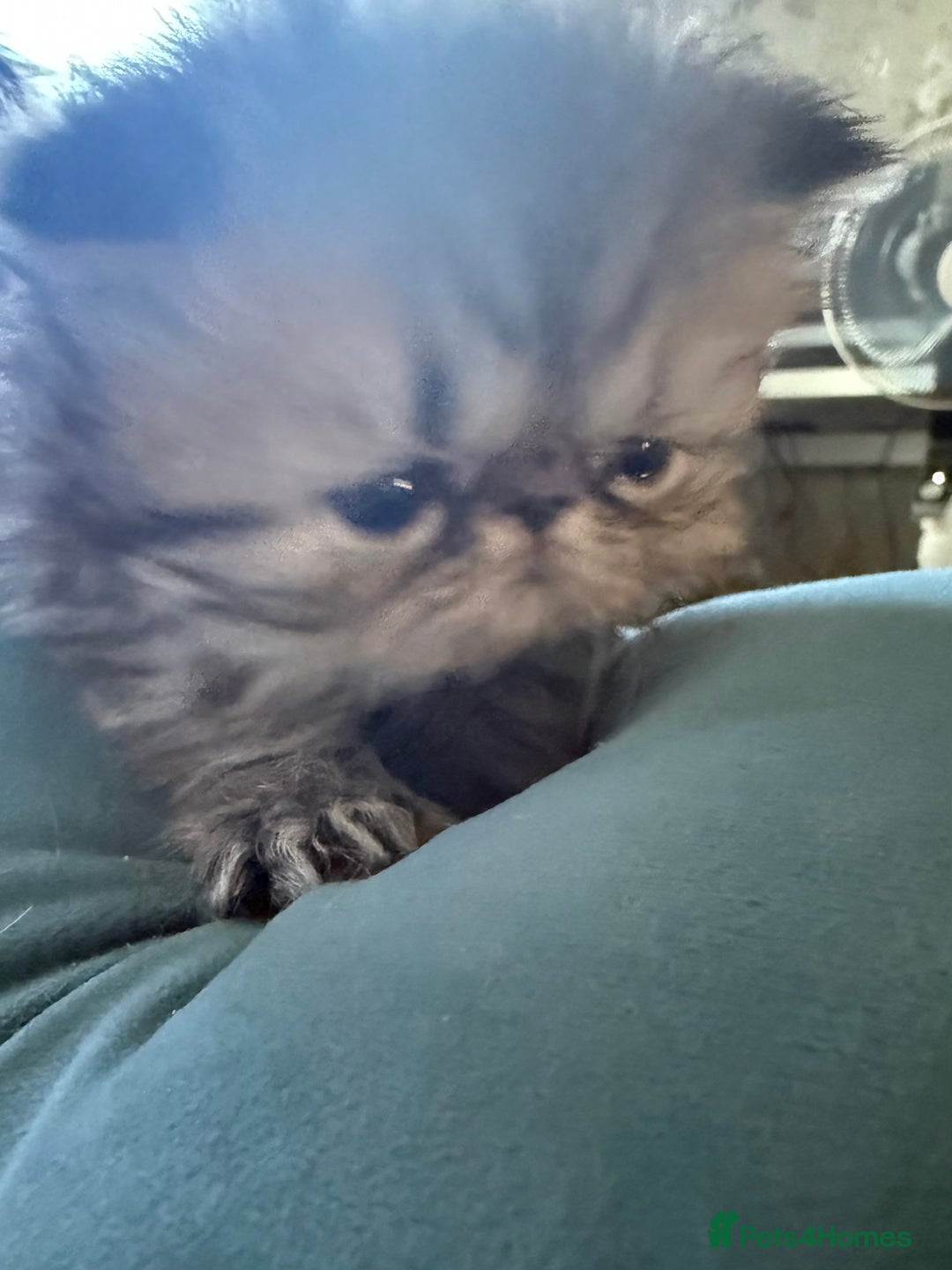 Persian cats for sale: Champion Line Persians  Black & Brown Tabby Girls - Image 6