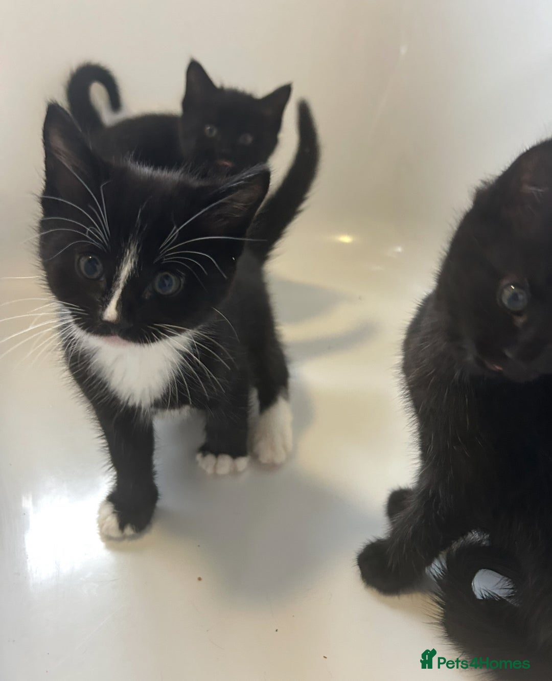 Mixed Breed cats for sale: 4 kittens looking for their forever home  - Advert 9