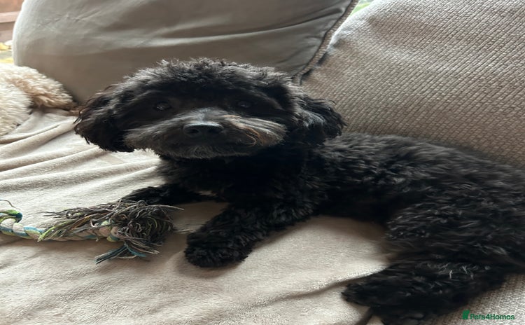 Maltipoo dogs - Advert 1