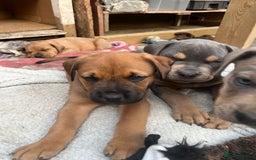 American Bull Staffy dogs for stud: Crash Bandicoot Staffweiler e ATAT d DNA tested ✅✅ - Image 8