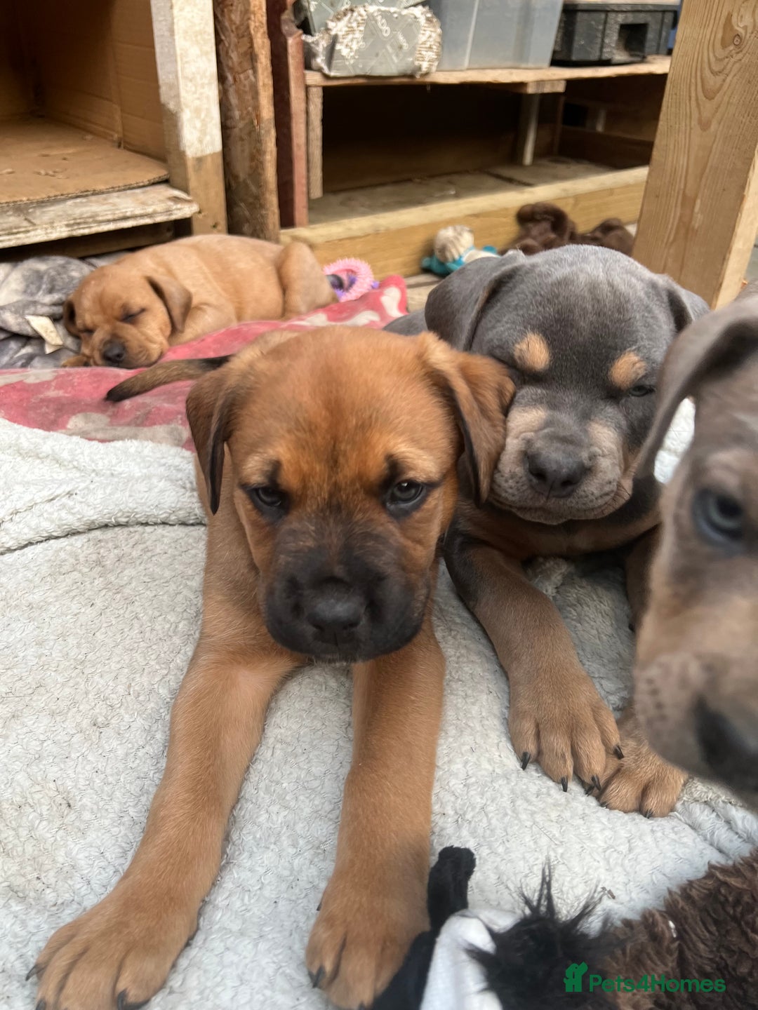 American Bull Staffy dogs for stud: Crash Bandicoot Staffweiler e ATAT d DNA tested ✅✅ - Image 8