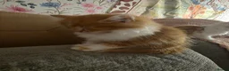 Mixed Breed cats for sale: Two Ginger boy kittens  - Advert 8