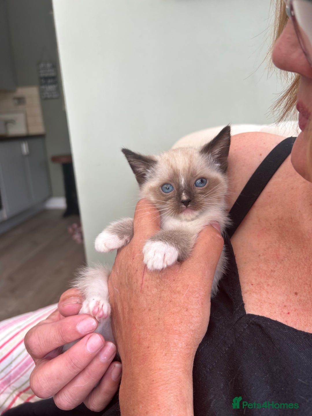 Ragdoll cats for sale: GCCF Ragdoll-Mix Kittens – Rare & Longhaired 🐾 - Image 16