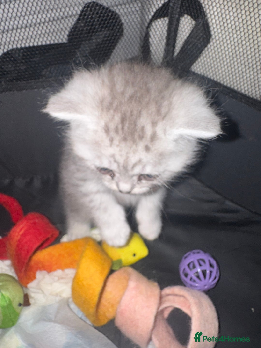 British Shorthair cats for sale: 🐾Gorgeous British shorthair🐾 - Advert 4