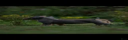 American Bully dogs for sale: American Micro Bullies  - Advert 9