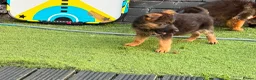 German Shepherd dogs for sale: German Shepard puppies ⭐️ready to be rehomed ⭐️ - Advert 7