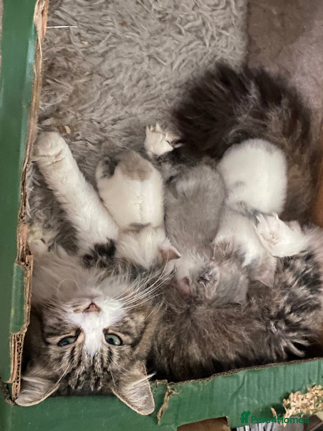 British Longhair cats for sale: Lovely Kittens - Advert 5