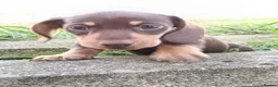 Miniature Dachshund dogs for sale: Minute smooth daschund  in Middlesbrough - Advert 11