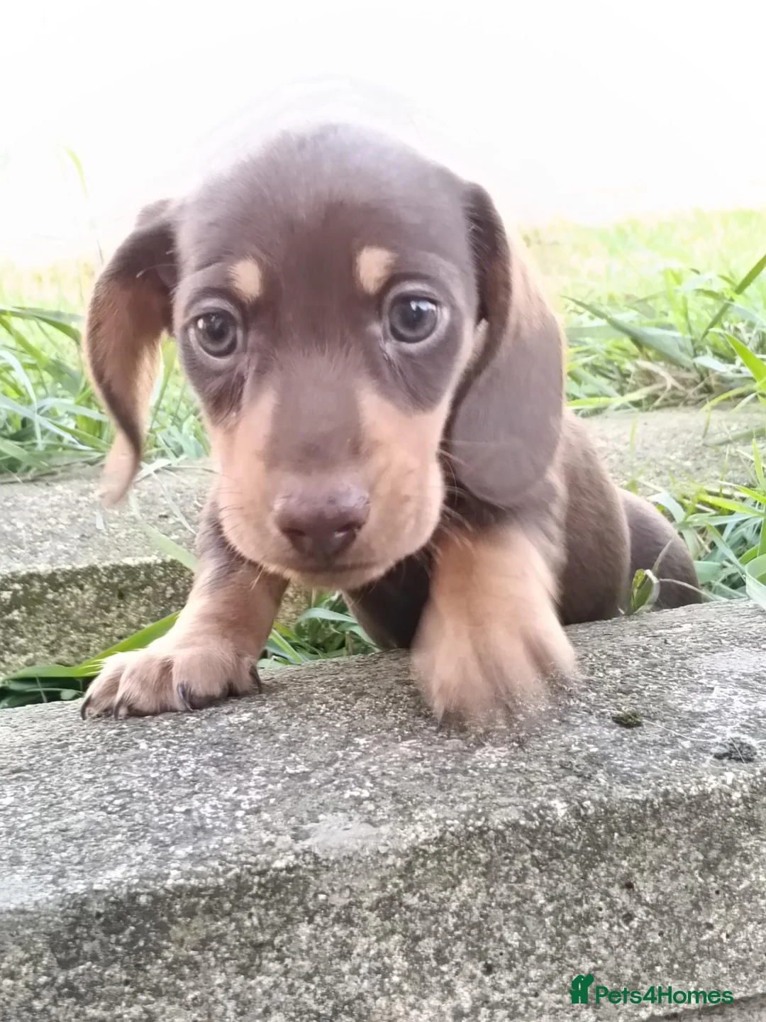 Miniature Dachshund dogs for sale: Minute smooth daschund  in Middlesbrough - Advert 11