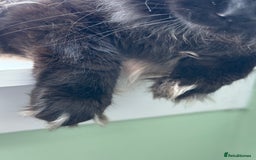 Maine Coon cats for stud: PROVEN/DNA CLEAR GCCF/TICA KING-SIZE STUD  in Dunfermline - Image 15