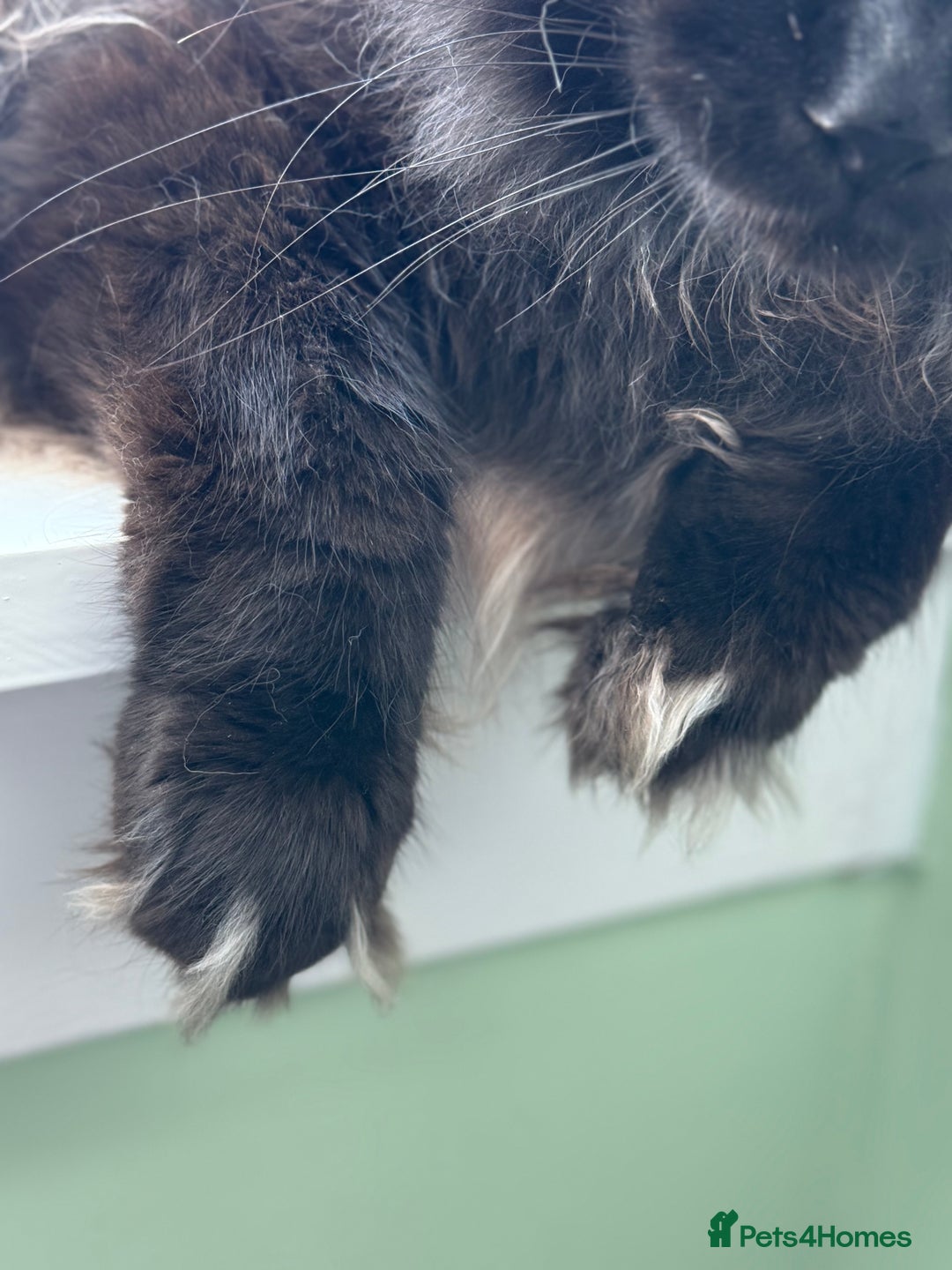 Maine Coon cats for stud: PROVEN/DNA CLEAR GCCF/TICA KING-SIZE STUD  in Dunfermline - Image 15