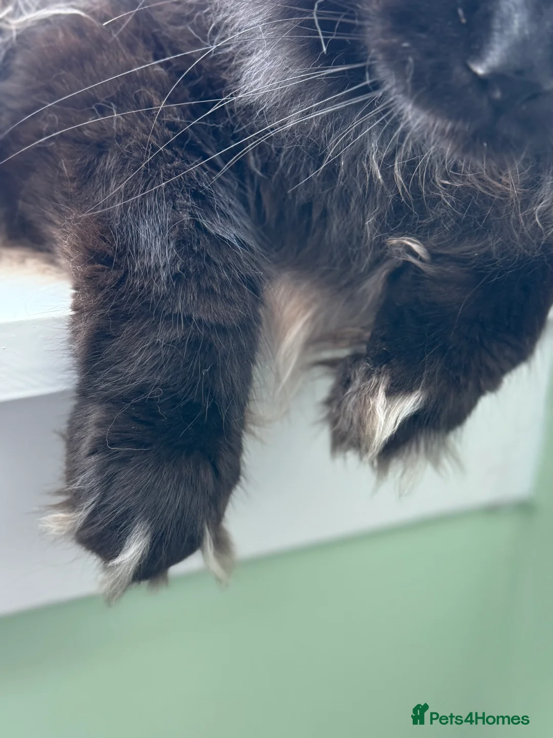 Maine Coon cats for stud: GCCF/TICA KING-SIZE STUD  in Dunfermline - Advert 17