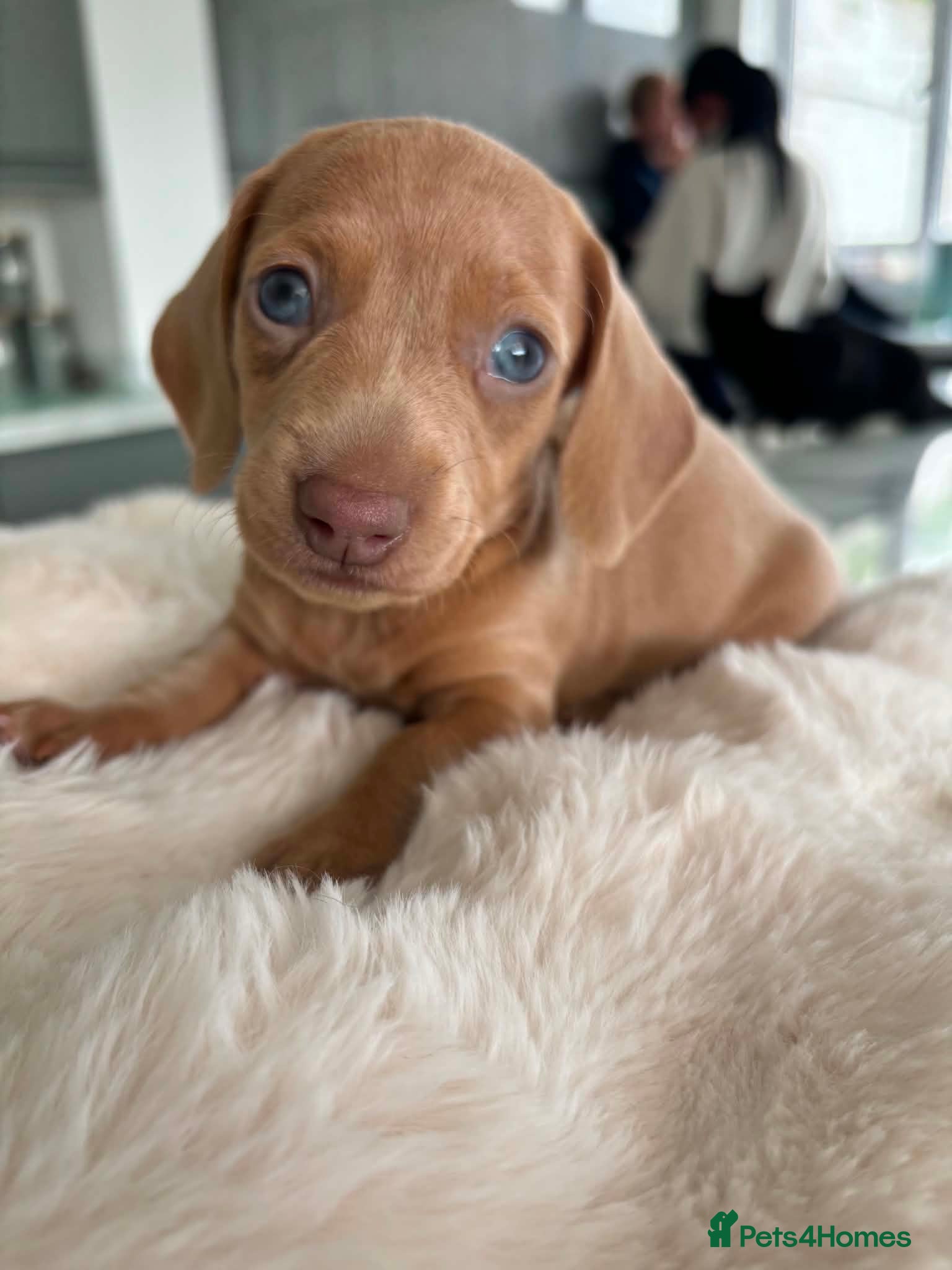 Miniature Dachshund dogs Miniature Dachshunds KC reg *Ready to leave now* - Advert 3