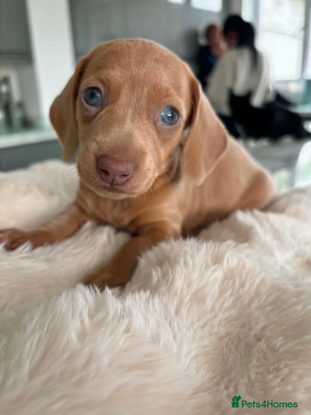 Miniature Dachshund dogs for sale: Miniature Dachshunds KC reg *Ready to leave now* - Advert 1