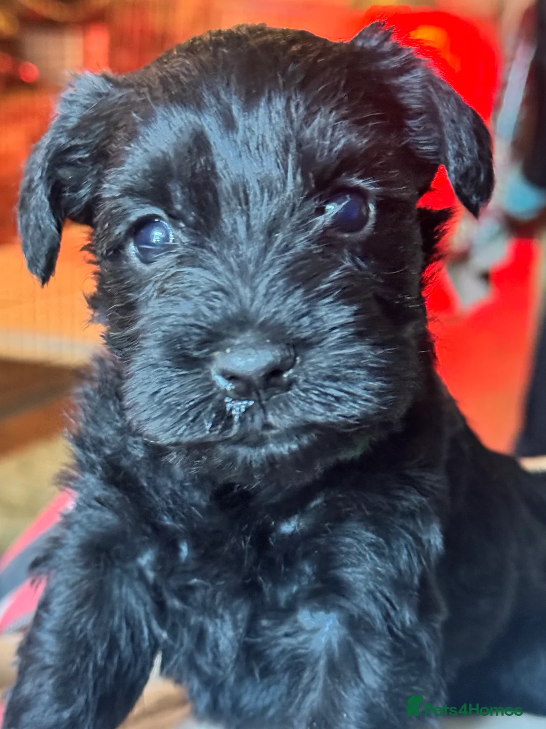 Miniature Schnauzer dogs for sale: KC black miniature schnauzer puppies - Advert 3