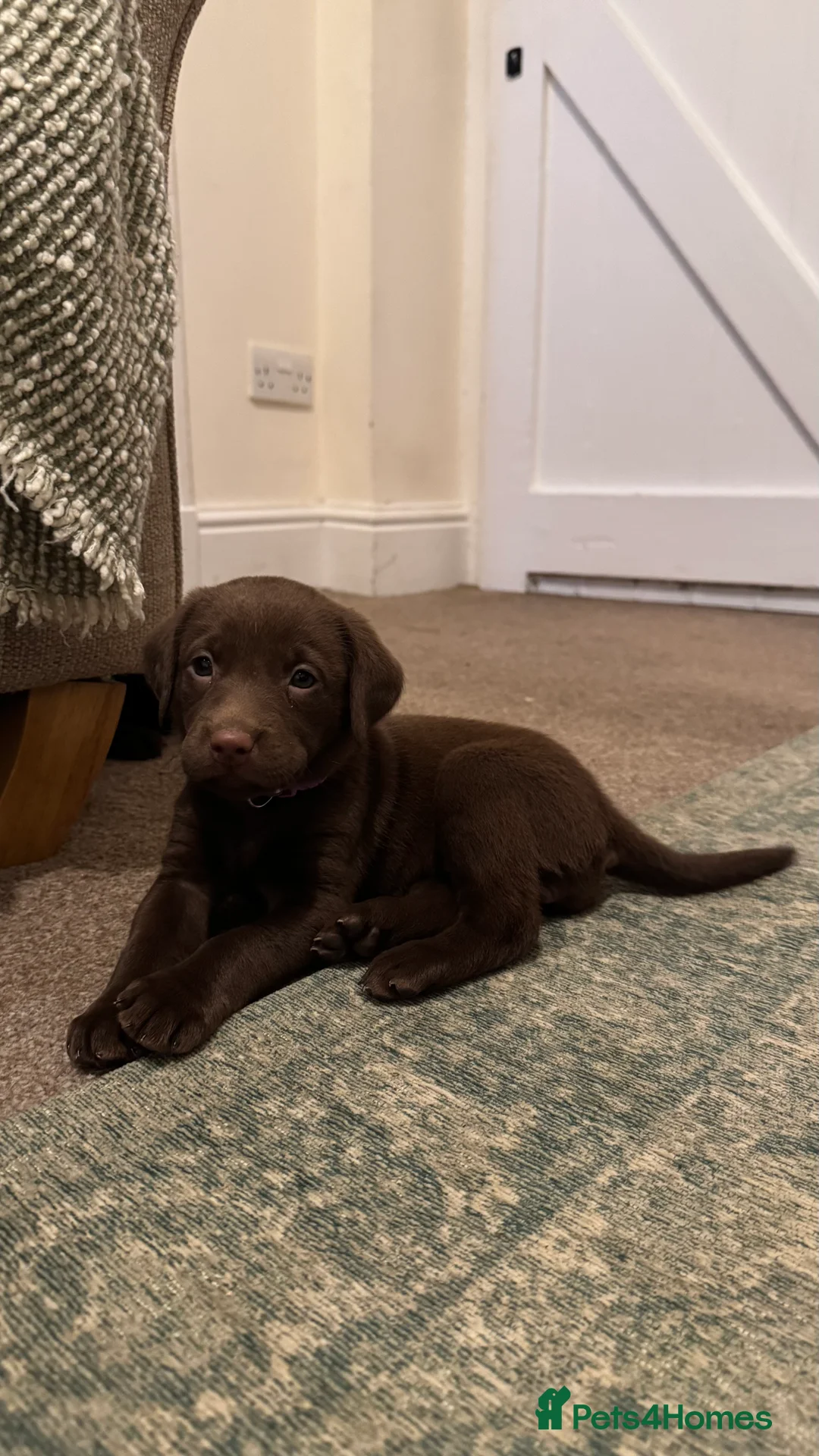 Labrador Retriever dogs for sale: Beautiful Chocolate and Yellow working Labradors  - Advert 4