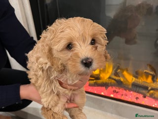 Cavapoo dogs Cavapoo puppies for sale - Advert 15