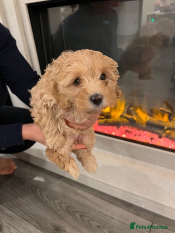 Cavapoo dogs Cavapoo puppies for sale - Advert 16